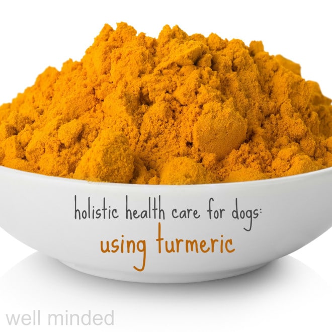 Holistic Health Care for Dogs Using Turmeric by Hybrid Rasta Mama