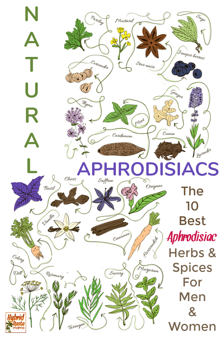 Collage of aphrodisiac herbs for men and women to improve sex life including dill, rosemary, marjoram, horseradish, basil, cloves, and oregano.