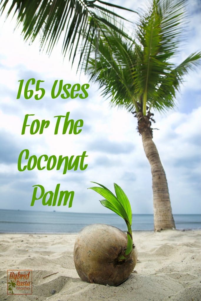A coconut palm tree on a sandy beach