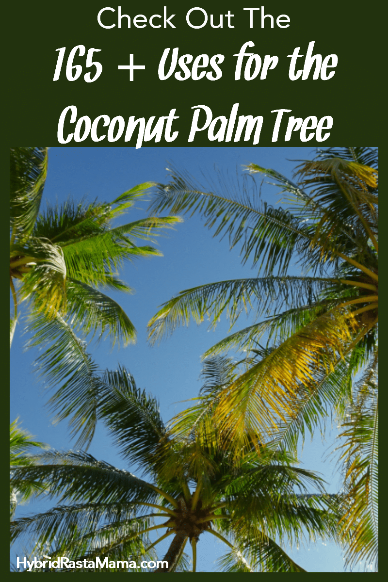 A collage of coconut palm trees