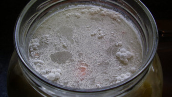 Mold On and In Your Ferments: HybridRastaMama.com
