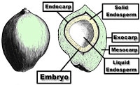An illustration showing the inside of a coconut with the scientific names
