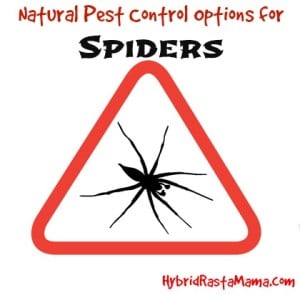 Looking for ways to keep spiders away naturally? Coconut oil, herbs, and essential oils can help! Find out how you can use natural pest control for spiders from HybridRastaMama.com