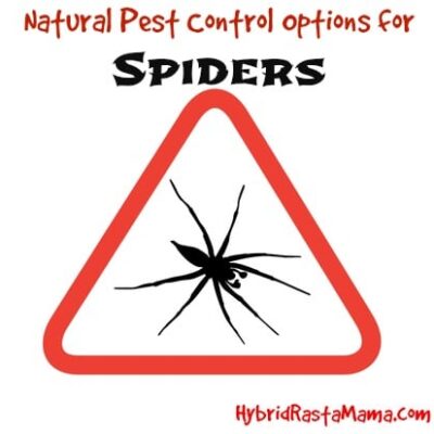 Natural Pest Control for Spiders