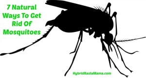 Black mosquito image on white background