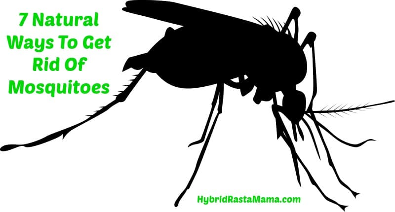 7 Natural Ways To Get Rid Of Mosquitoes