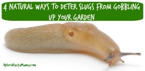 4 Natural Ways To Get Rid Of Slugs In The Garden Hybrid Rasta Mama