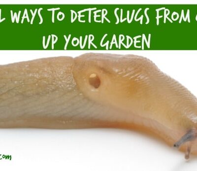 4 Natural Ways To Get Rid Of Slugs In The Garden