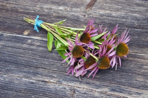 Echinacea (cone flower) on a grey distressed wood table.
