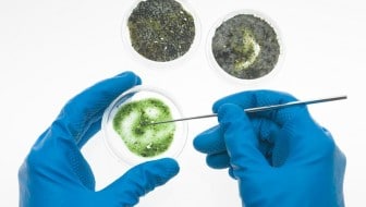Suspect toxic mold in your home or workplace? Know for sure that you have a mold problem? Unsure where to start? This post outlines what tests to consider and what protocols to begin with. From HybridRastaMama.com.