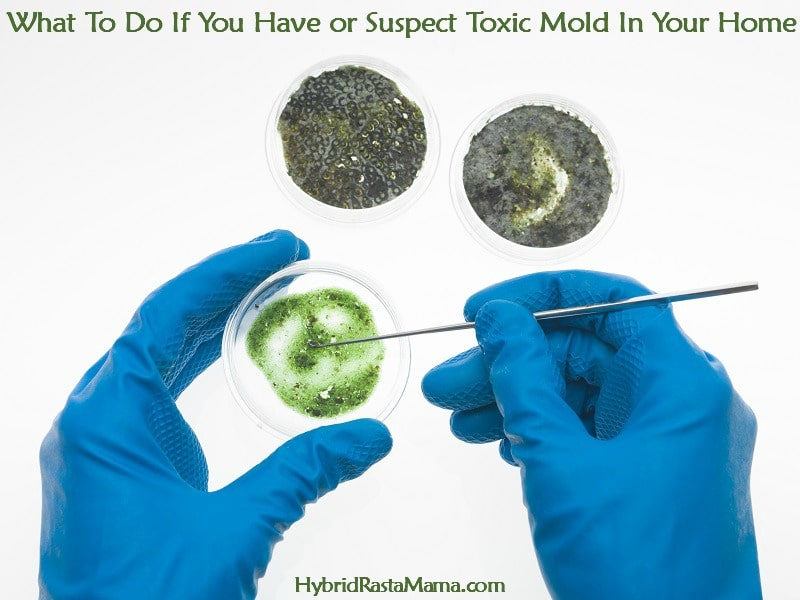 Suspect toxic mold in your home or workplace? Know for sure that you have a mold problem? Unsure where to start? This post outlines what tests to consider and what protocols to begin with. From HybridRastaMama.com. 