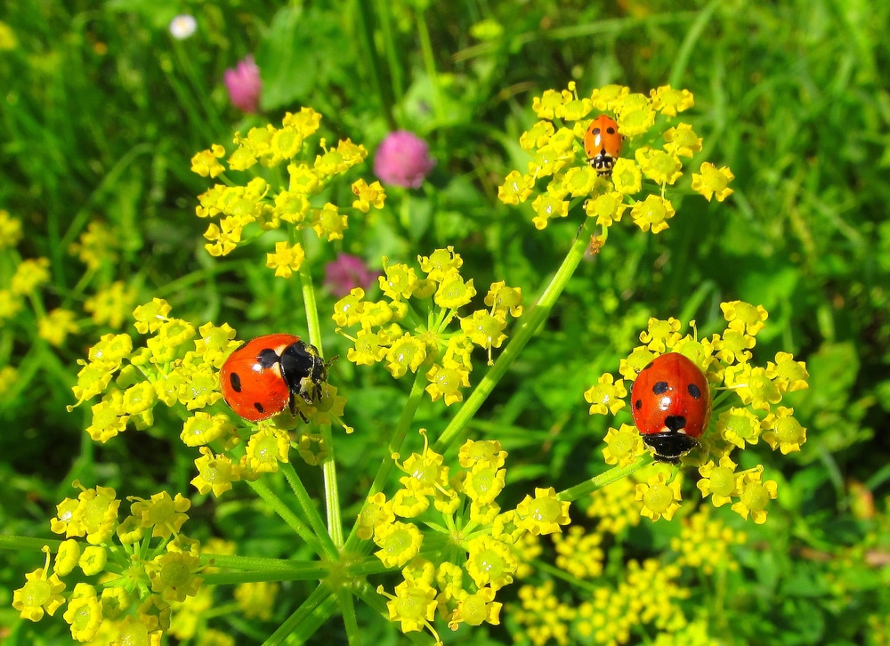 Three big red ladybugs on little yellow rapini flowers in a field of green