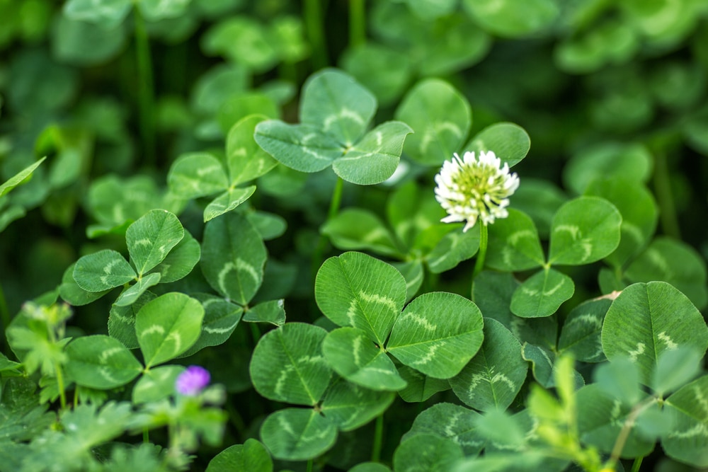 A field of green clover with small purple flowers