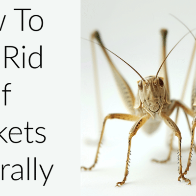 How To Get Rid Of Crickets Naturally