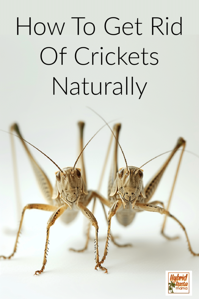 Two crickets facing forward on a grey background with the words "how to get rid of crickets naturally" written in black above them.