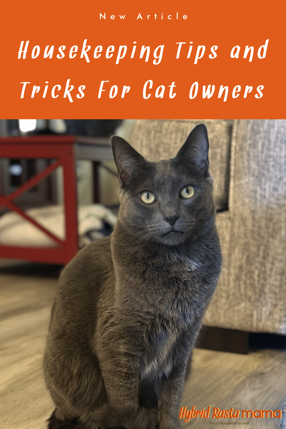 Housekeeping Tips for Cat Owners Hybrid Rasta Mama