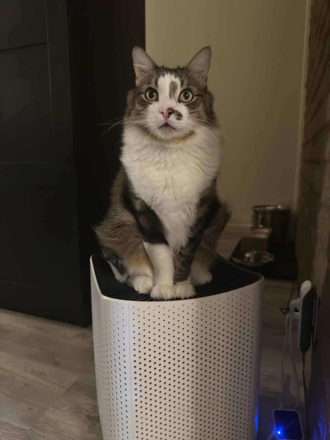 Housekeeping Tips for Cat Owners Hybrid Rasta Mama