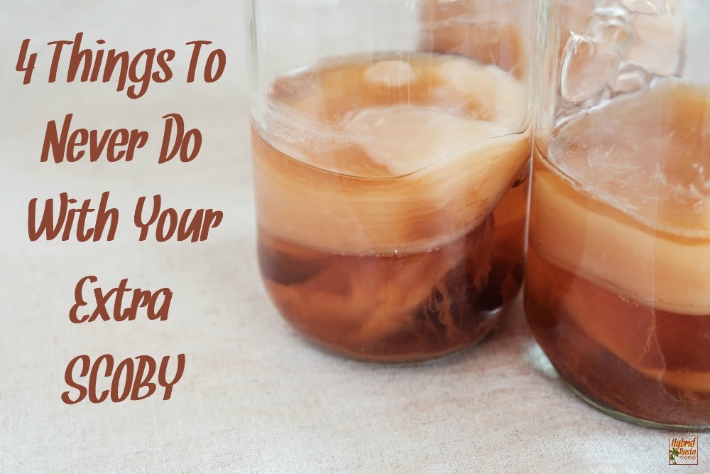 Today I am passing on words of wisdom gained through trial & error. Do as you please but be warned... 4 Things To Never Do With Your Extra SCOBY.