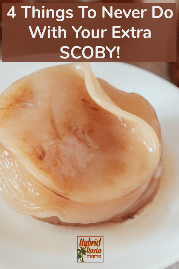 Extra SCOBYs on a white plate