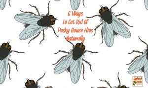 Illustration of house flies on white background