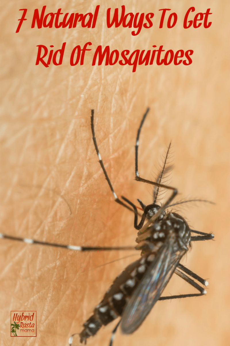 A mosquito sucking blood from skin. The words 7 natural ways to prevent mosquitos is written above the image