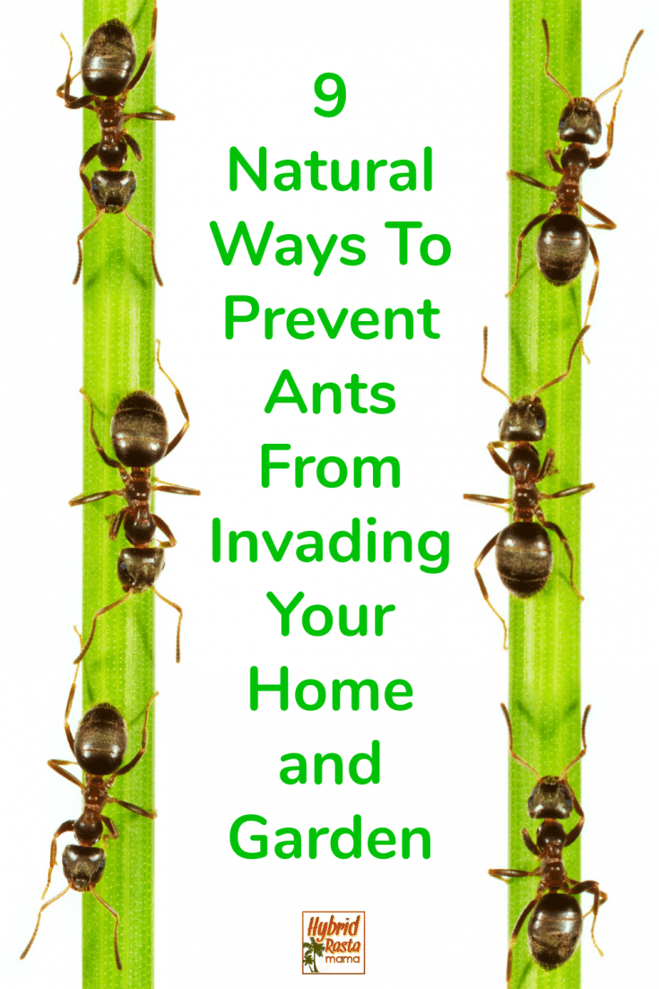 How To Get Rid Of Ants + 9 Natural Ways To Prevent Ants Hybrid Rasta Mama