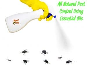 White spray bottle spraying flies and beetles being held by yellow gloved hand