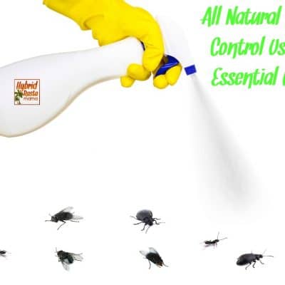 All Natural Pest Control Using Essential Oils