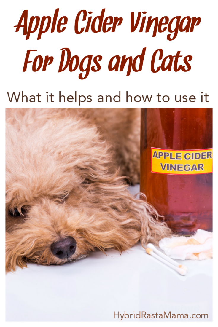 Apple Cider Vinegar as a Supplement for Your Pet