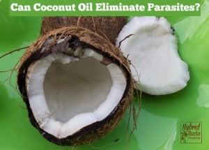 Can Coconut Oil Eliminate Parasites? by HybridRastaMama.com