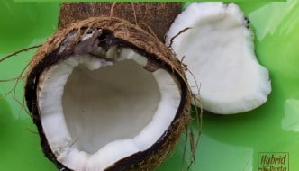 Can Coconut Oil Eliminate Parasites? by HybridRastaMama.com