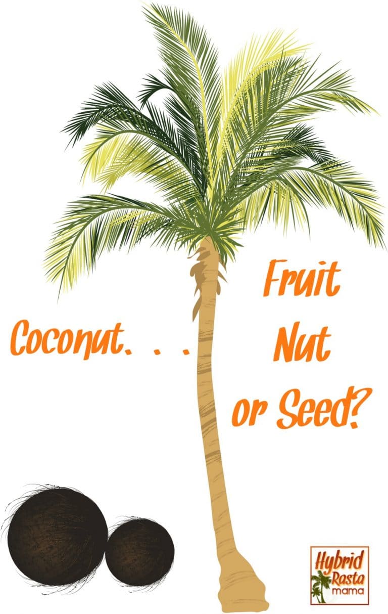 What Is A Coconut? Is Coconut A Fruit? Is Coconut A Nut? A Seed