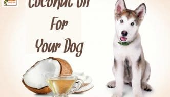 Coconut oil isn't just for us humans! Yep - coconut oil for dogs is the way to go when it comes to keeping your furry friends healthy and happy. Brought to you by HybridRastaMama.com