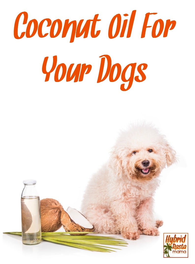 Coconut oil isn't just for us humans! Yep - coconut oil for dogs is the way to go when it comes to keeping your furry friends healthy and happy. Learn more from HybridRastaMama.com.