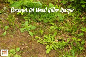 Looking for a “green” alternative to those nasty, chemical laden weed killers? Just open up a jar of coconut oil. Coconut oil weed killer to the rescue from HybridRastaMama.com.