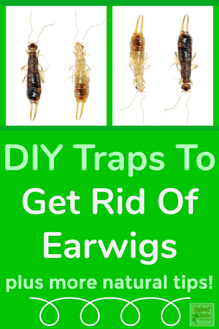 A dark earwig and a light pincher bug side by side with the words DIY Traps To Get Rid Of Earwigs on a green background