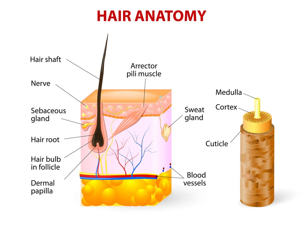 Hair anatomy. Vector diagram. The hair shaft grows from the hair follicle consisting of transformed skin tissue. The epidermal cells transform at the command of the dermal papilla cells and generate the hair shaft.