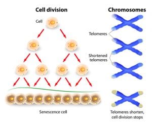 Telomeres ends serve to protect the coding DNA of the genome. When a telomeres shorten to critical lengths, the cell senescence and die off.