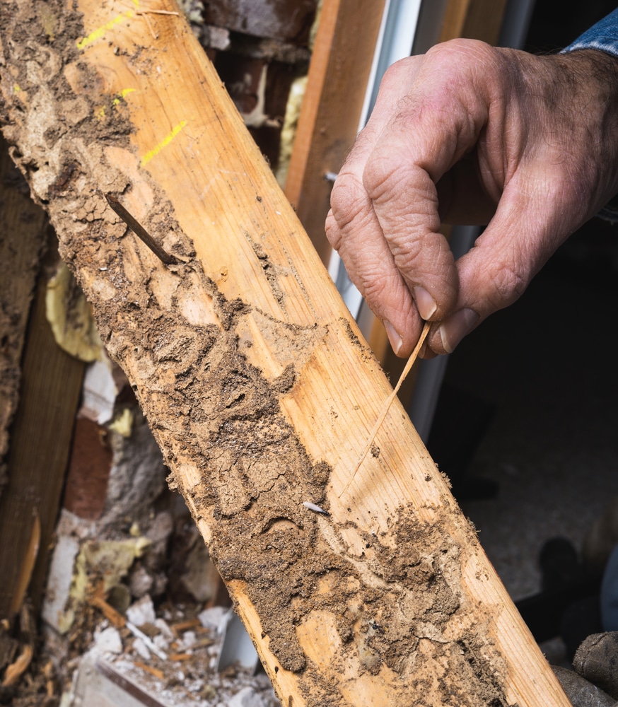 Closeup photo of man's hand pointing out termite damage and a live termite.