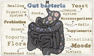 Infographic related to gut bacteria
