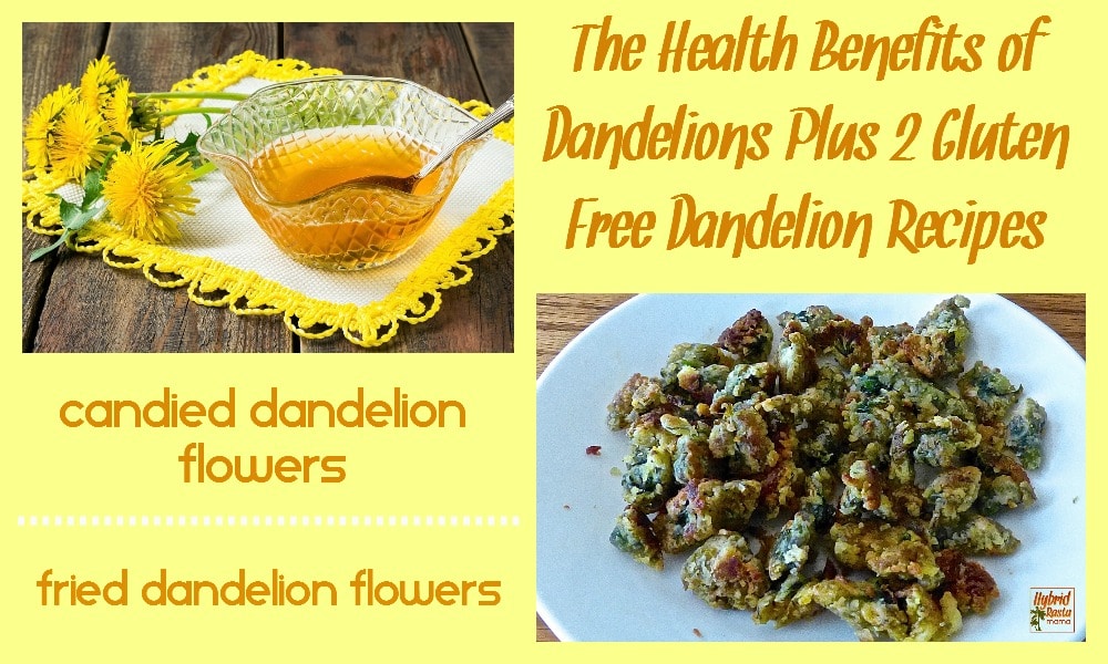 Learn about the health benefits of dandelions plus two great recipes for Fried Dandelion Flowers and Candied Dandelion Flowers! From HybridRastaMama.com.