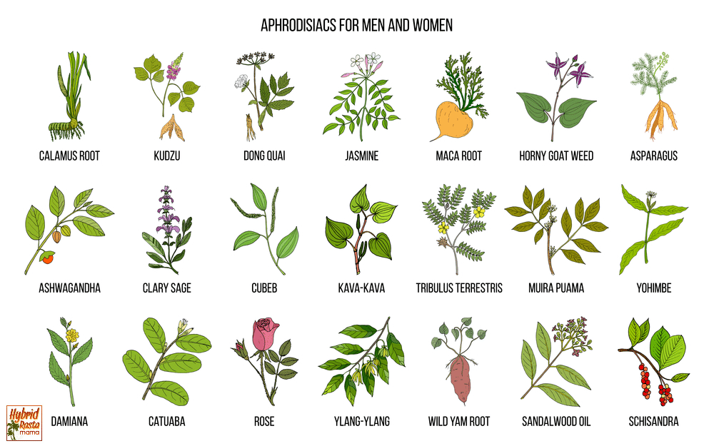Collage of aphrodisiac herbs for men and women to improve sex life including wild yam, rose, schisandra, damiana, and kudzo.