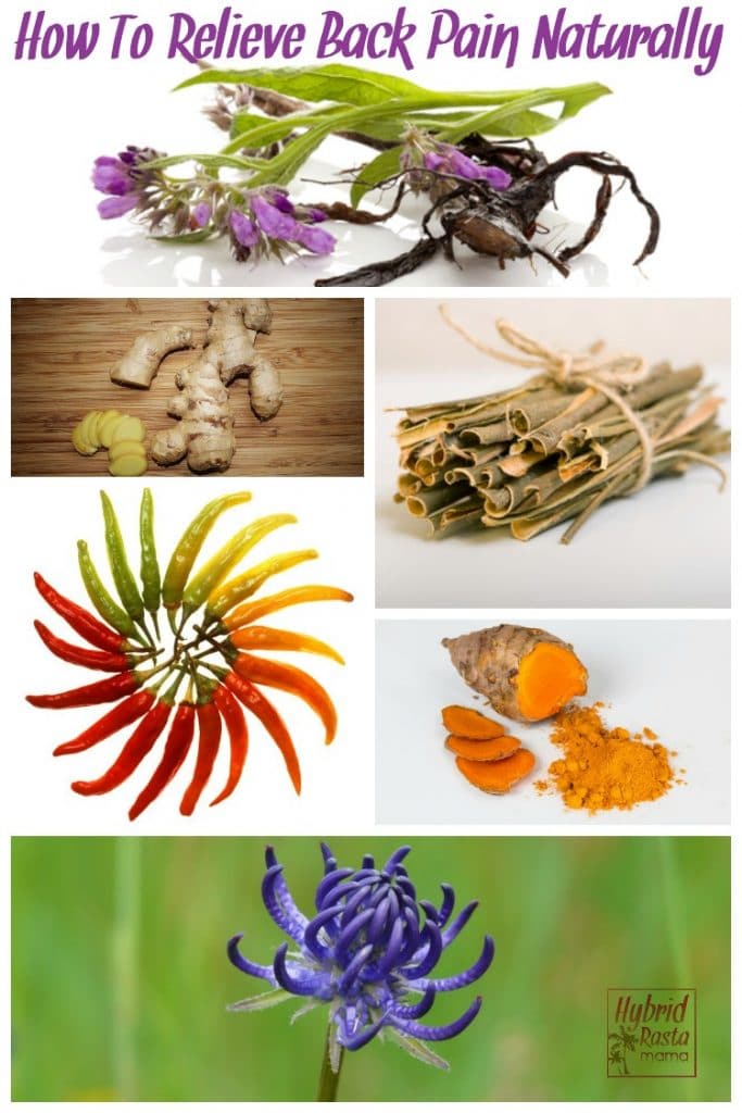 Herbs For Back Pain Relief Hybrid Rasta Mama