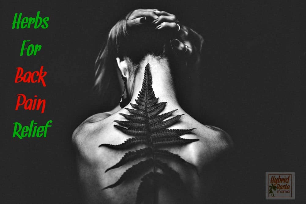 Black and white image if a woman's upper back with a plant crawling up her spine