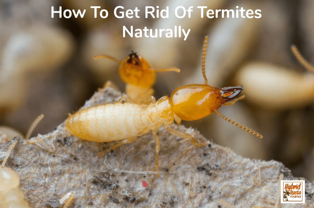 Termites destroying a house with the caption "do you know how to get rid of termites naturally?"