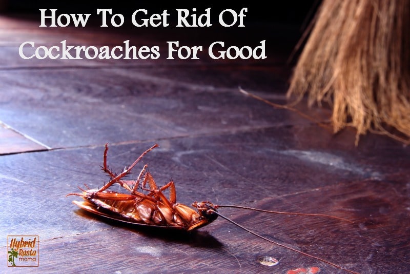 How To Get Rid Of Roaches For Good