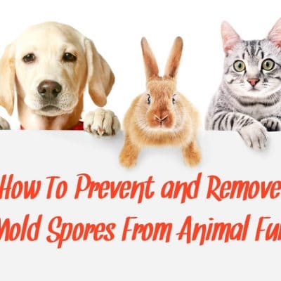 How To Remove Mold Spores From Animal Fur