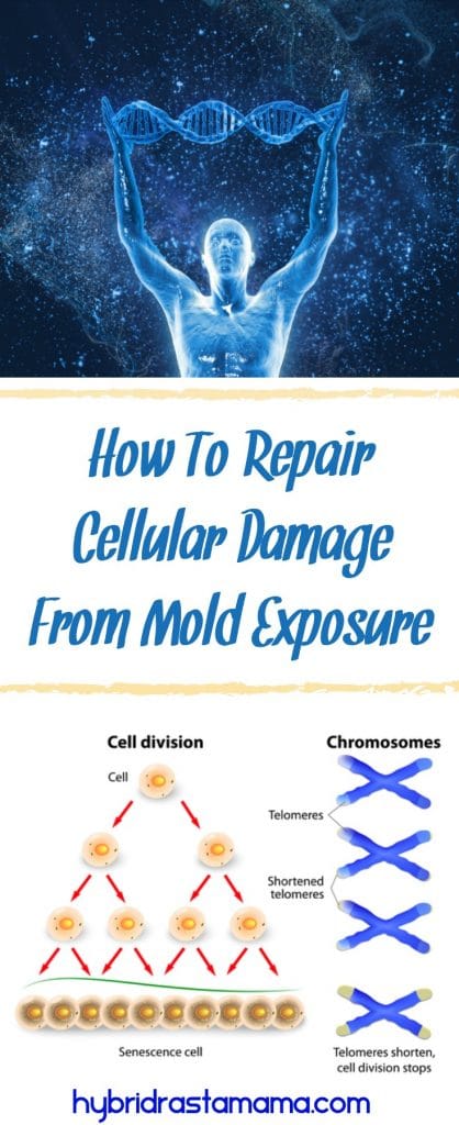Do you know just how severe cellular damage from mold exposure is? Learn how you can repair your DNA after it has been destroyed by mold and mycotoxin exposure. From HybridRastaMama.com 