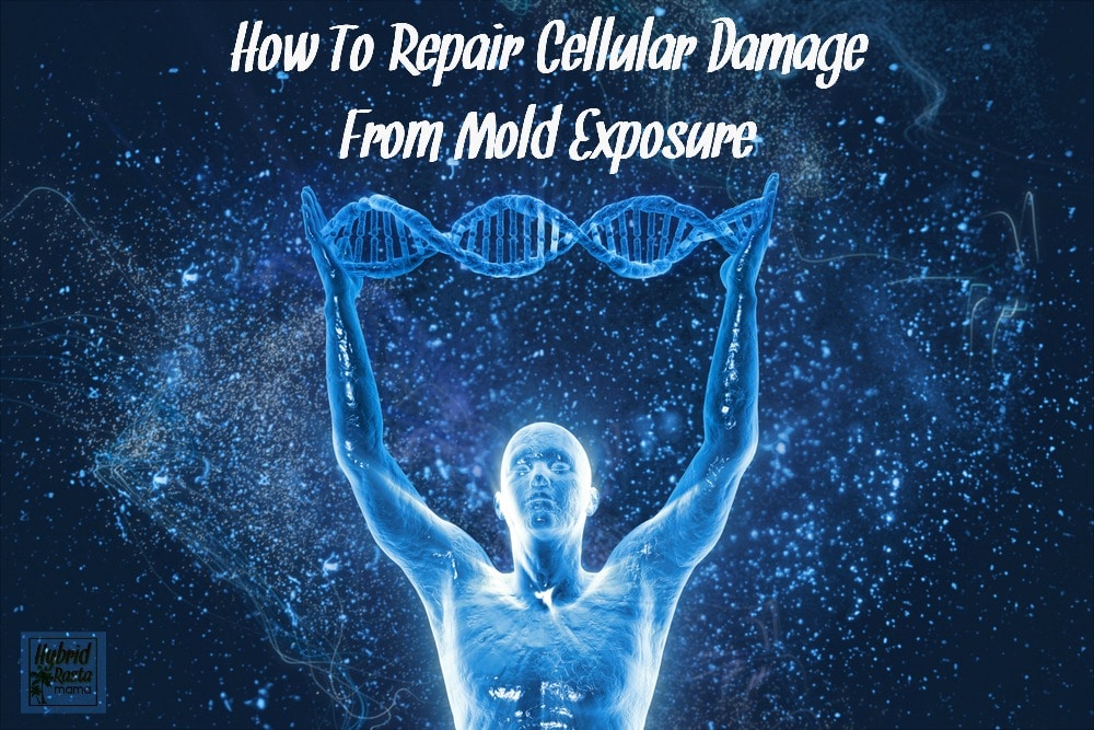 Do you know just how severe cellular damage from mold exposure is? Learn how you can repair your DNA after it has been destroyed by mold and mycotoxin exposure. From HybridRastaMama.com