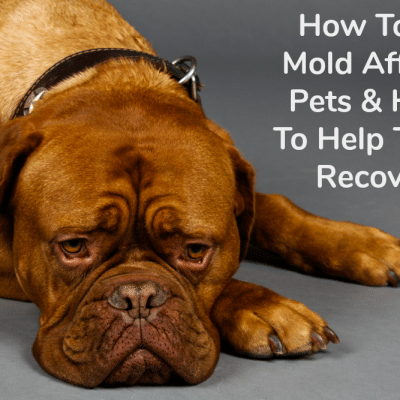 How Toxic Mold Affects Pets & How To Help Them Recover